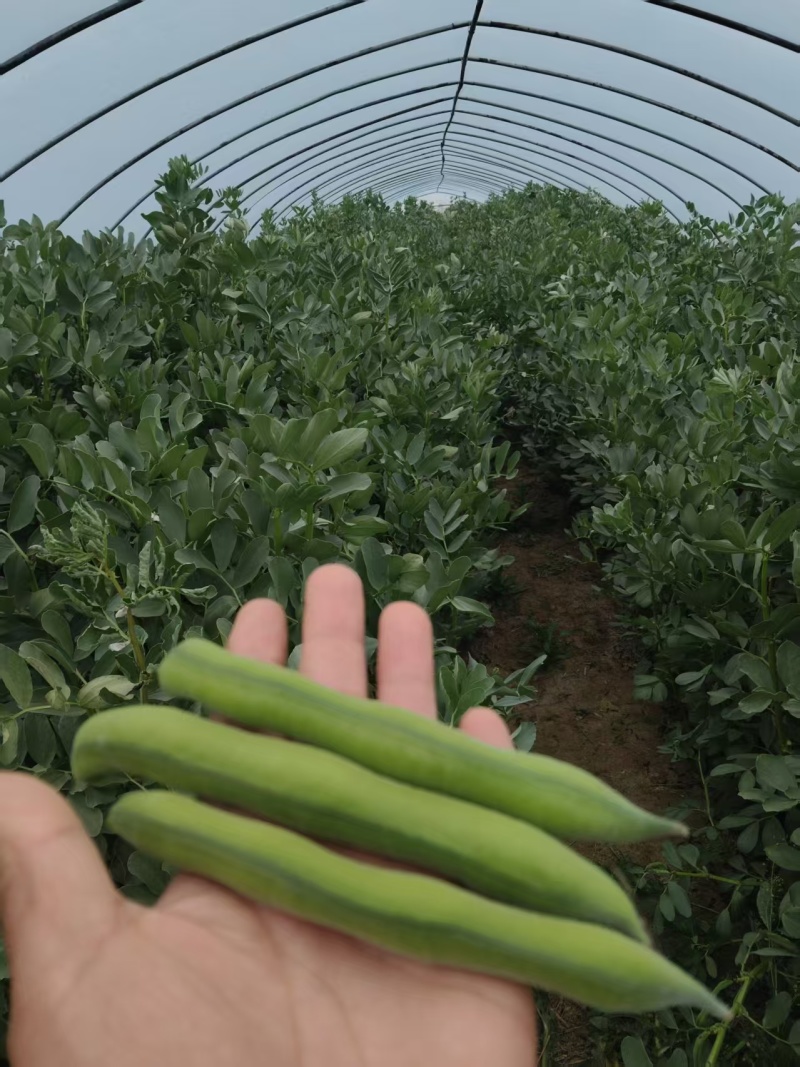 【推荐】蚕豆新鲜直发量大从优按需包装视频看货选货