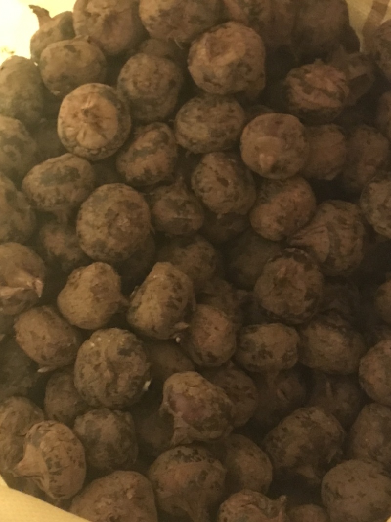 荔浦马蹄荸荠