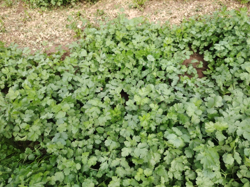 香菜
