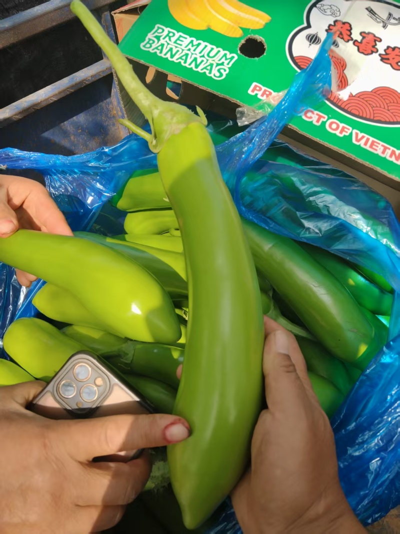【热卖】青茄茄子产地直发保质保量可实地考察