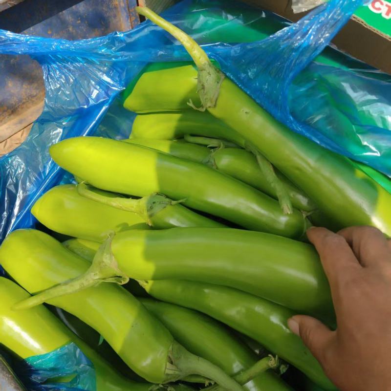 【推荐】青茄精品茄子产地直发表皮光亮保质保量