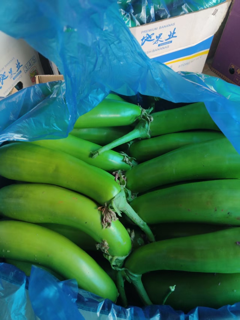 【推荐】青茄精品茄子产地直发表皮光亮保质保量