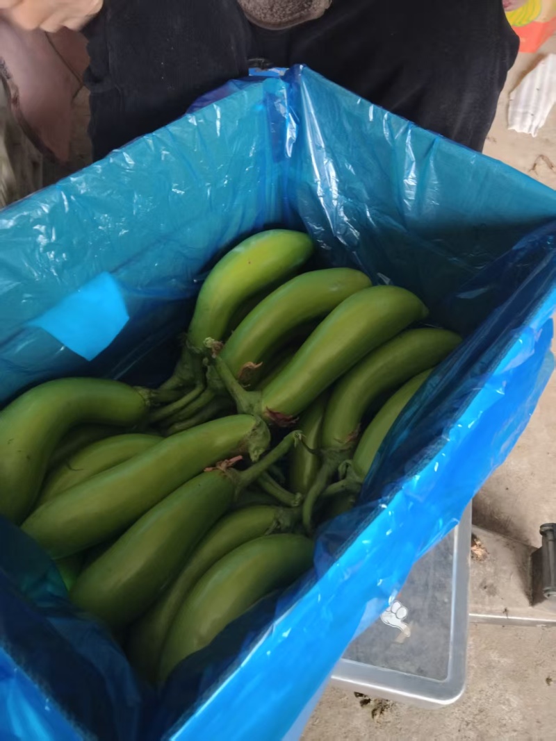 【推荐】青茄精品茄子产地直发表皮光亮保质保量