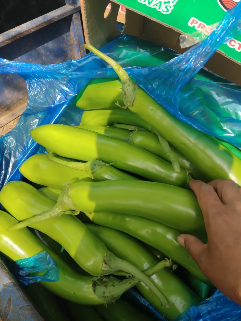 【推荐】青茄精品茄子产地直发表皮光亮保质保量