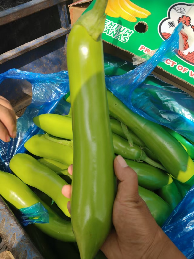 【推荐】青茄精品茄子产地直发表皮光亮保质保量