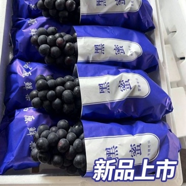 云南红河弥勒夏黑葡萄产地直发4-6月持续供应精品果批发