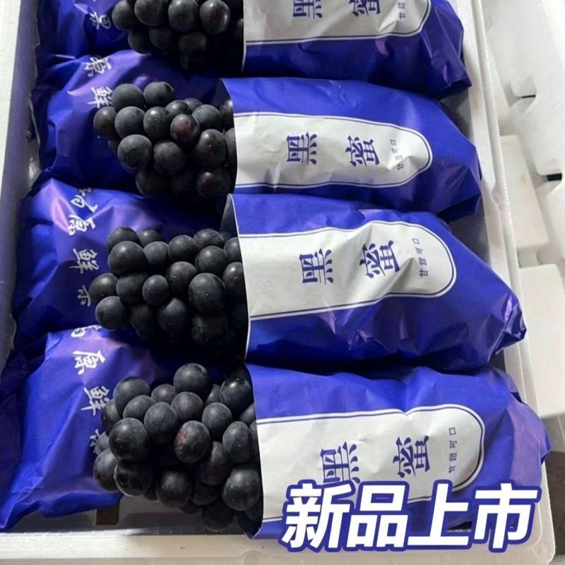 云南红河弥勒夏黑葡萄产地直发4-6月持续供应精品果批发