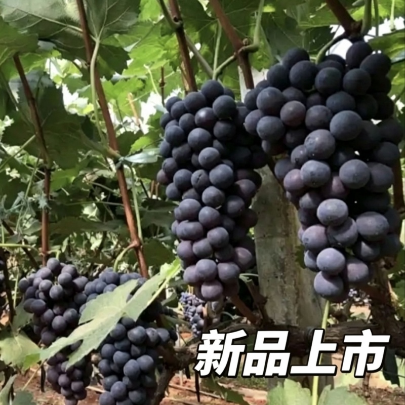云南红河弥勒夏黑葡萄产地直发4-6月持续供应精品果批发
