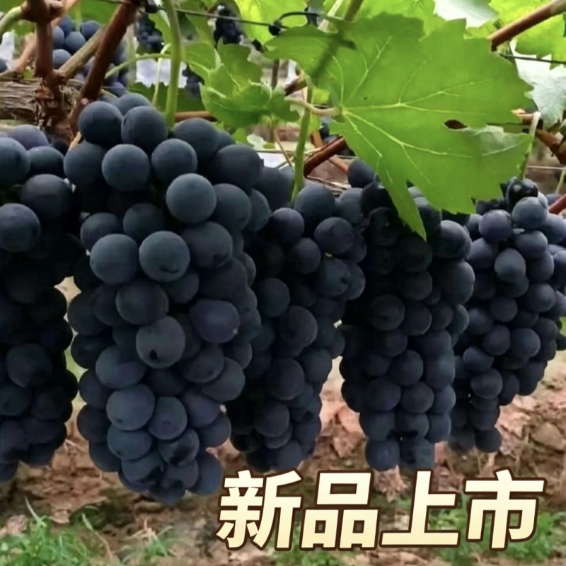 云南红河弥勒夏黑葡萄产地直发4-6月持续供应精品果批发