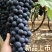 云南红河弥勒夏黑葡萄产地直发4-6月持续供应精品果批发