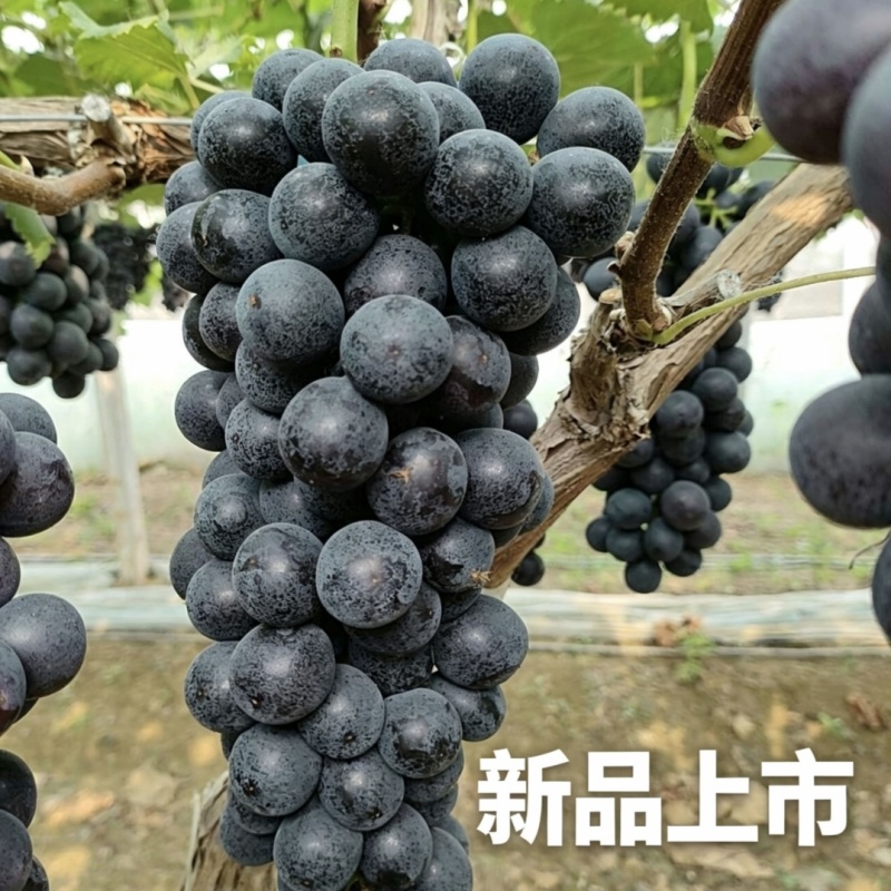 云南红河弥勒夏黑葡萄产地直发4-6月持续供应精品果批发