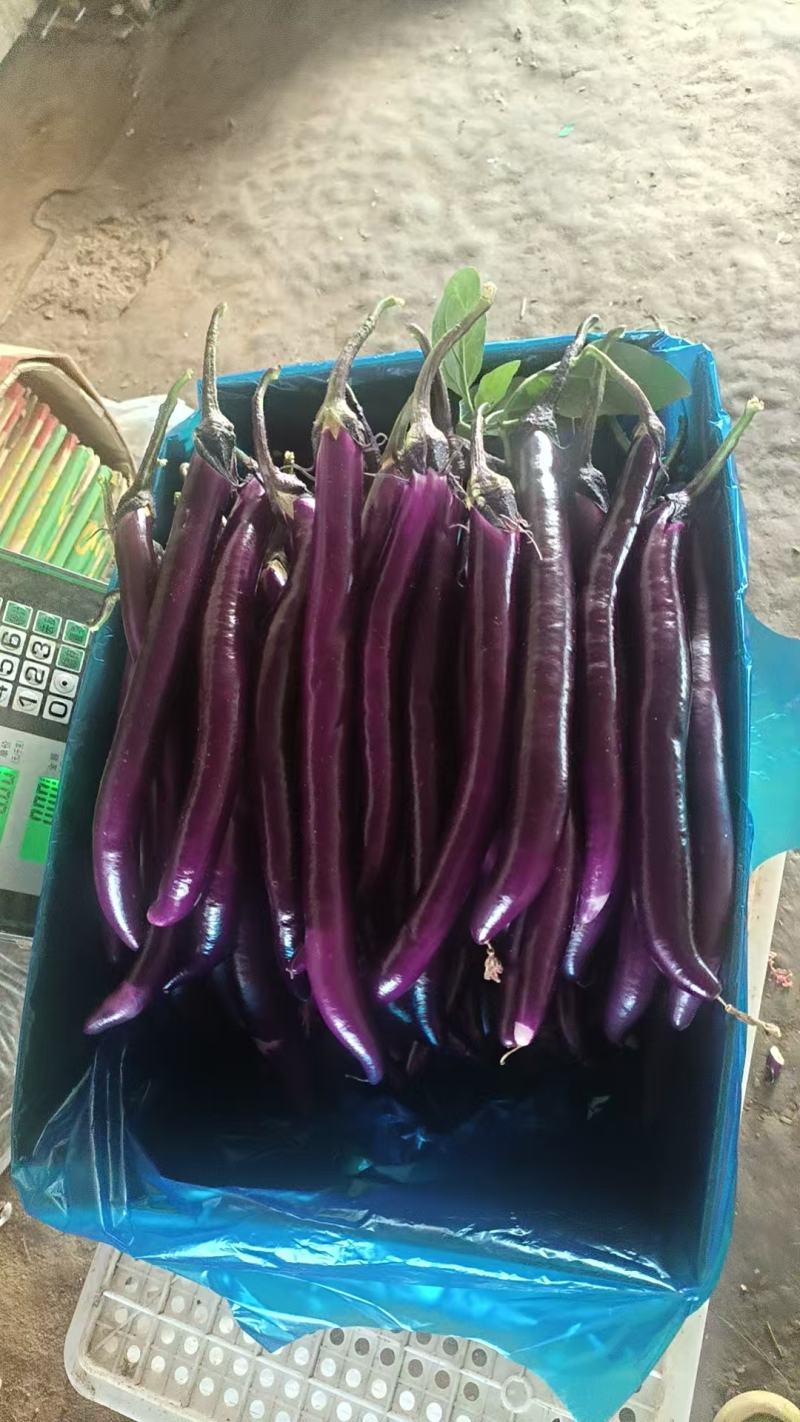 【推荐】线茄精品茄子现货现发视频看货选货量大优惠