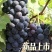 云南红河弥勒精品夏黑葡萄产地走批发4-5-6月长期供货