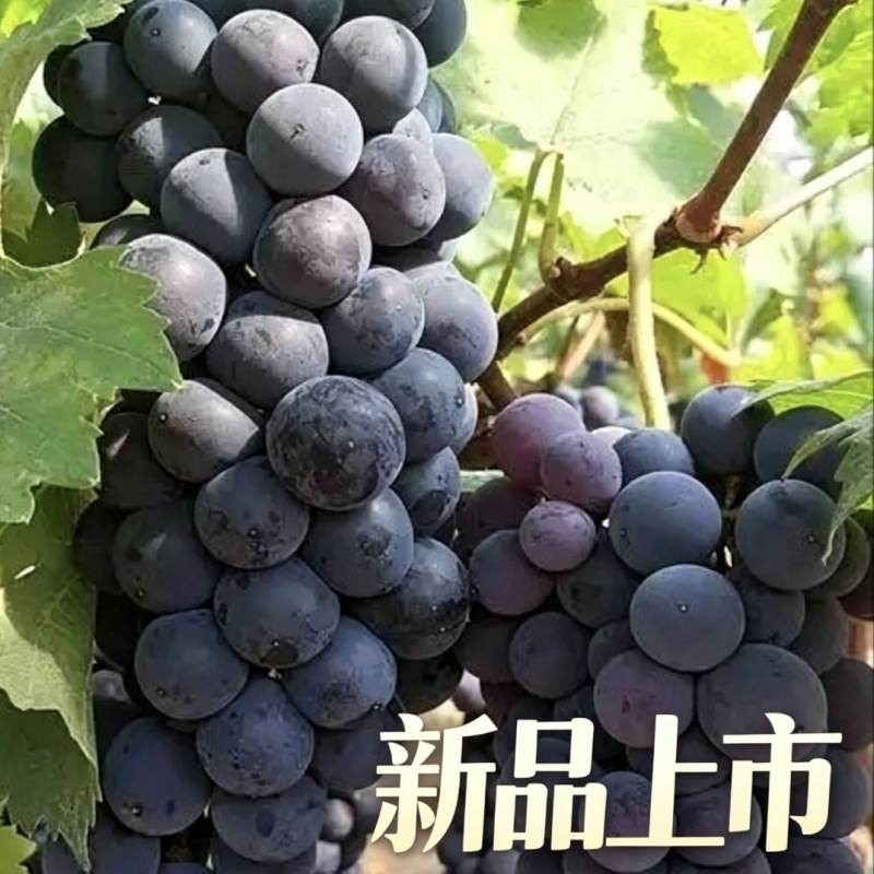 云南红河弥勒精品夏黑葡萄产地走批发4-5-6月长期供货