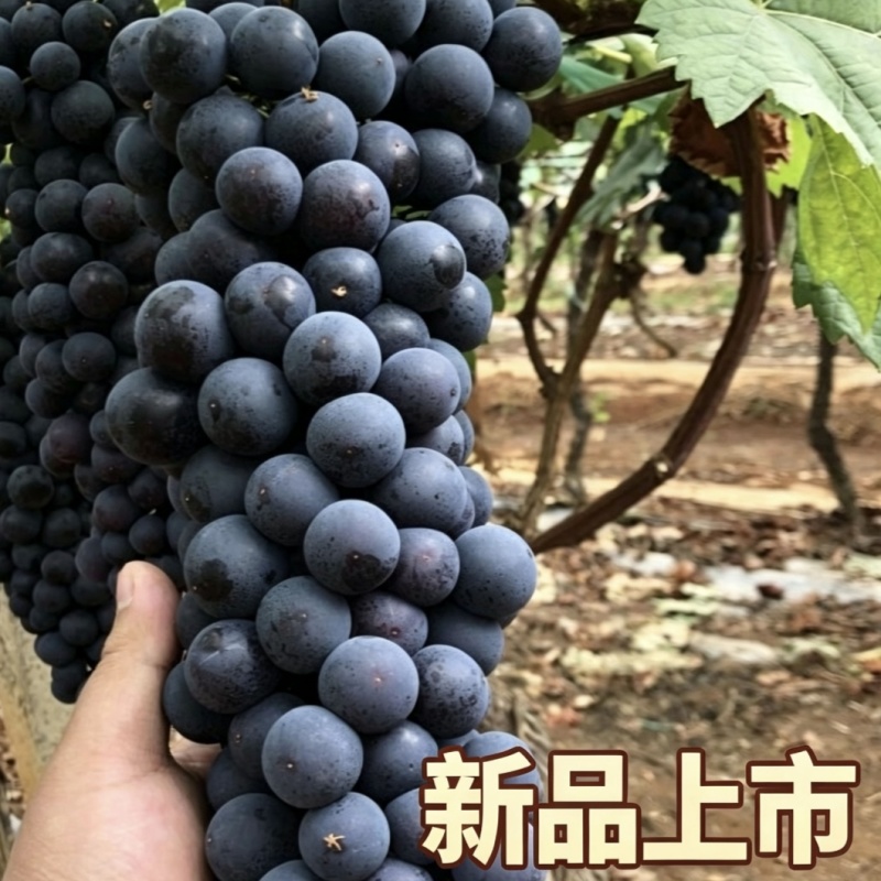 云南红河弥勒精品夏黑葡萄产地走批发4-5-6月长期供货