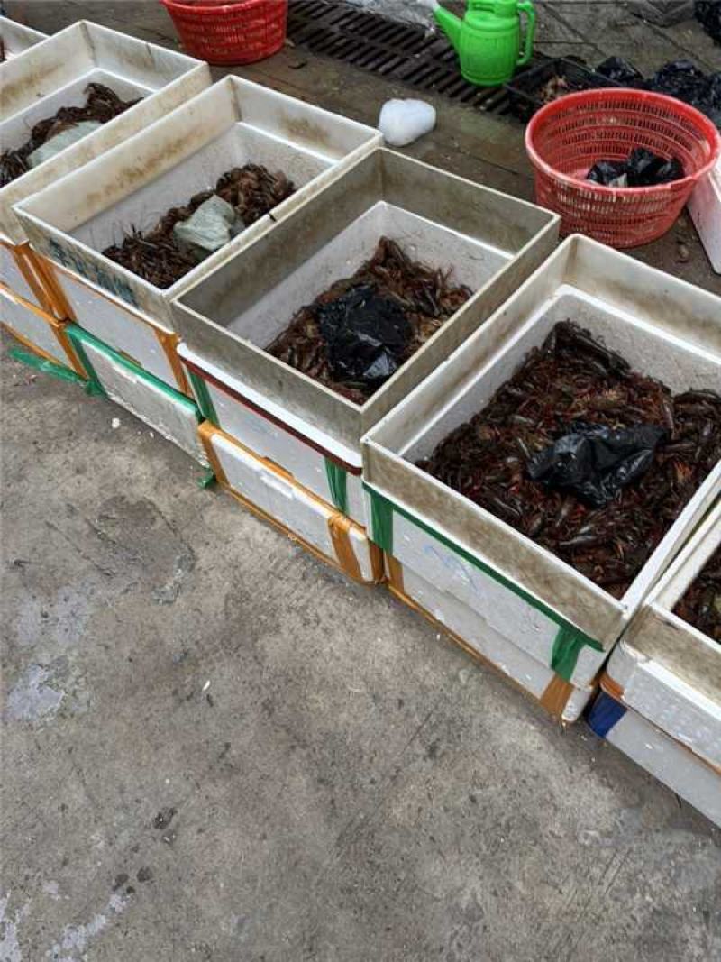 湖北潜江小龙虾每天鲜货产地直发量大价优欢迎随时联系