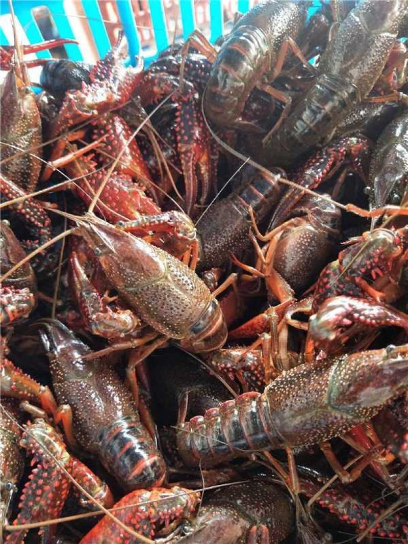 湖北潜江小龙虾批发每天更新价格欢迎随时联系订购
