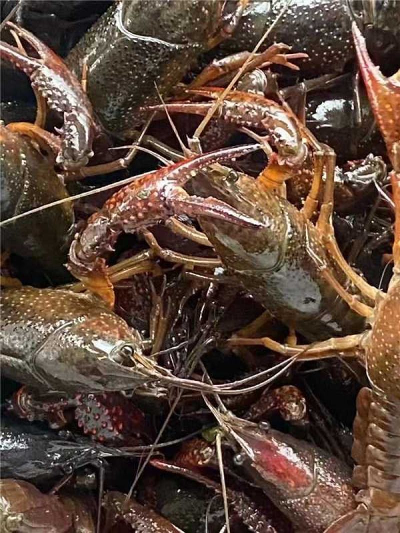 湖北潜江小龙虾批发每天更新价格欢迎随时联系订购