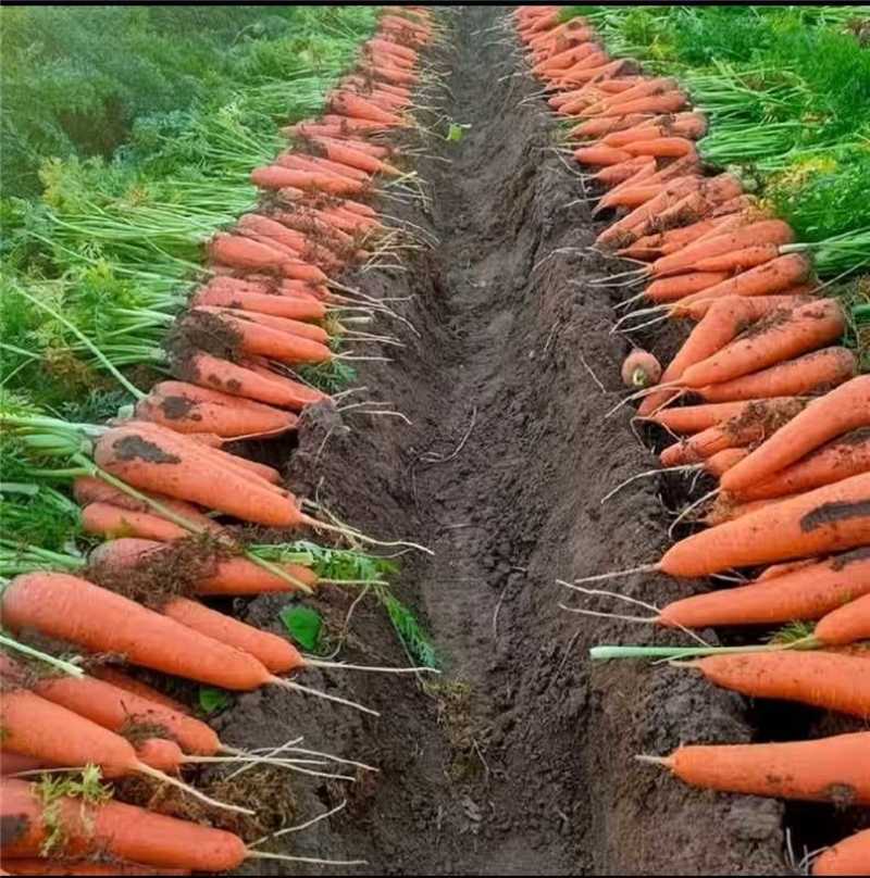 大红胡萝卜/基地直发/货源充足/大量有货/欢迎选购