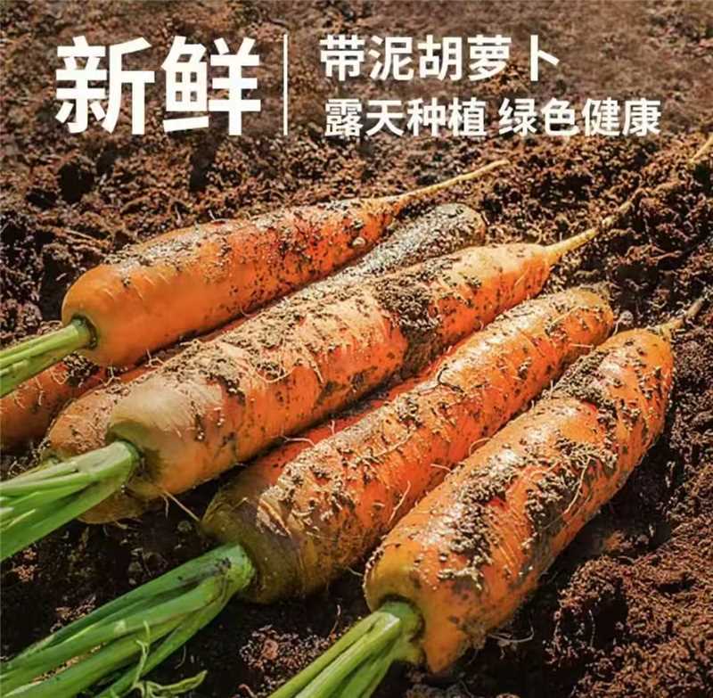 大红胡萝卜/基地直发/货源充足/大量有货/欢迎选购