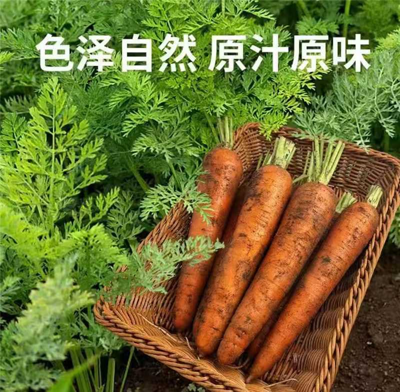 大红胡萝卜/基地直发/货源充足/大量有货/欢迎选购