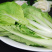 【小白菜】山东曹县小白菜/大量供应/全国可发