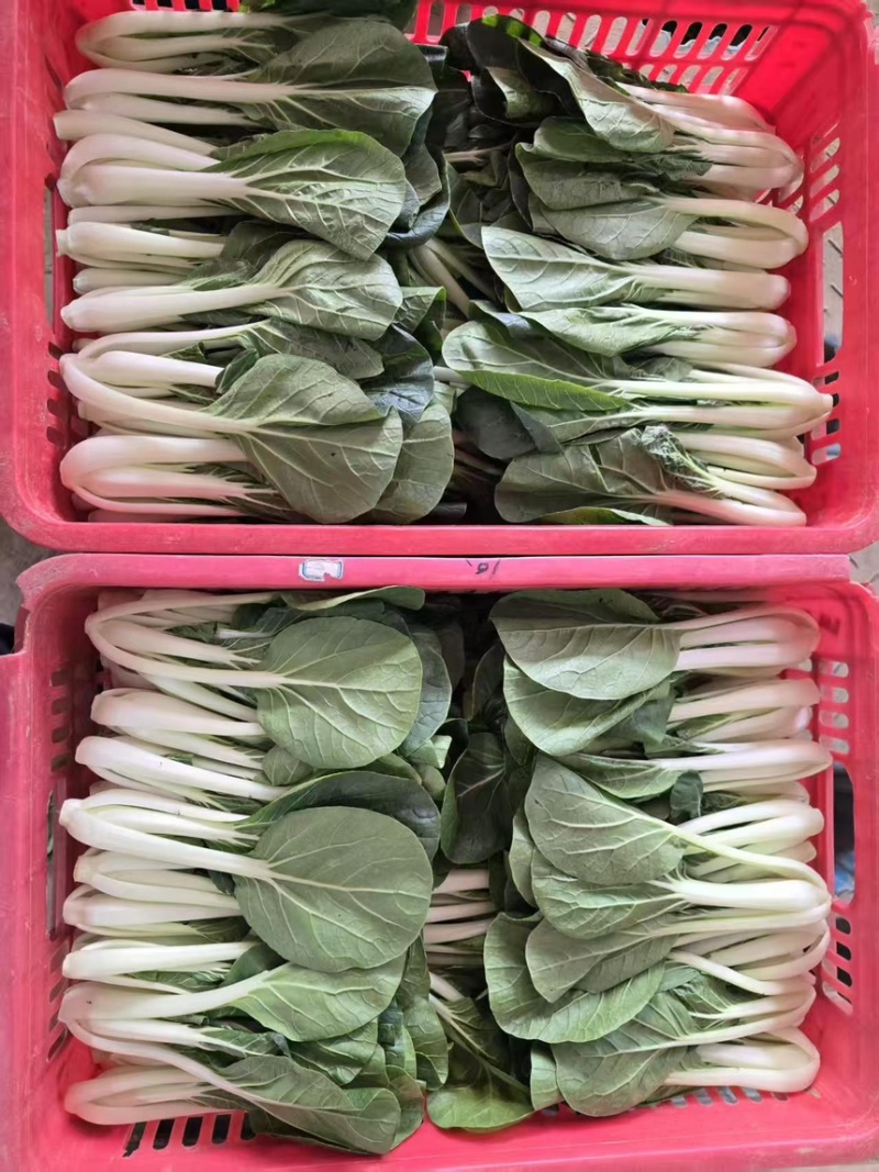 【精品】山东上海青/产地直发/常年供应/价格优惠
