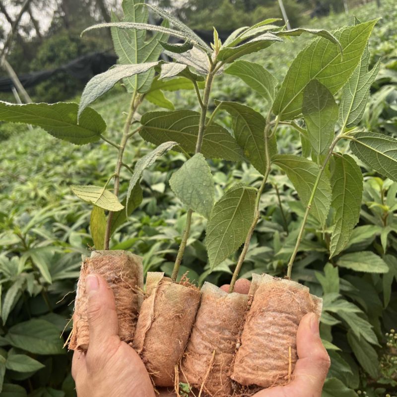 五指毛桃苗