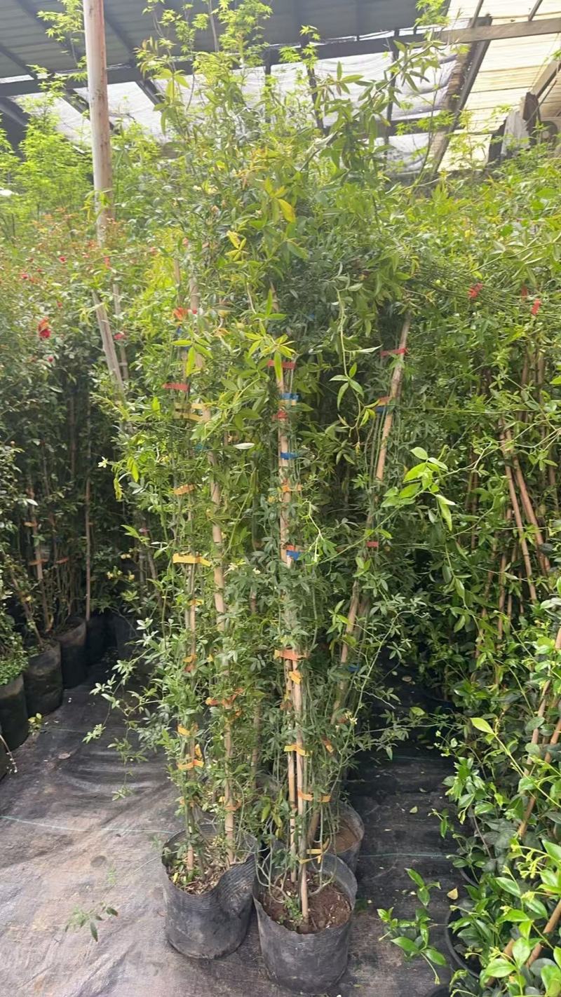 木香花，红、黄、白、橙色，25中桶，基地有量欢迎来订购。