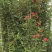 木香花，红、黄、白、橙色，25中桶，基地有量欢迎来订购。