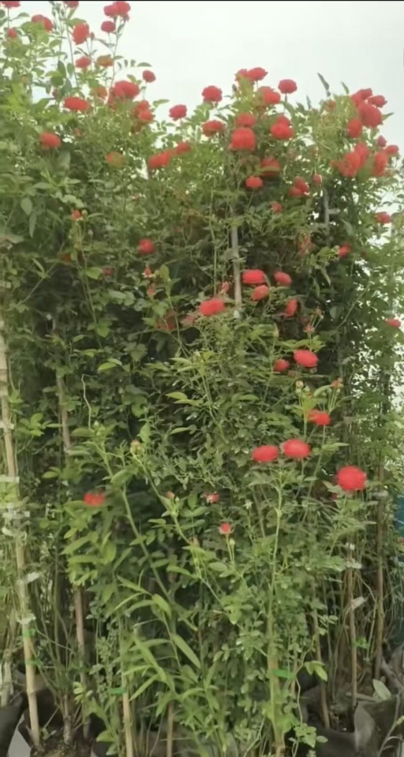 木香花，红、黄、白、橙色，25中桶，基地有量欢迎来订购。
