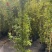 木香花，红、黄、白、橙色，25中桶，基地有量欢迎来订购。