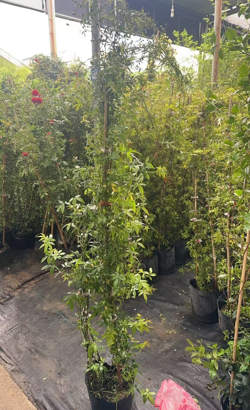 木香花，红、黄、白、橙色，25中桶，基地有量欢迎来订购。
