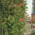 木香花，红、黄、白、橙色，25中桶，基地有量欢迎来订购。