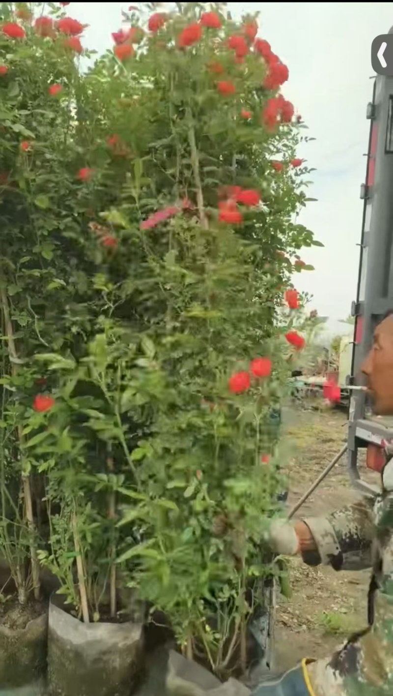 木香花，红、黄、白、橙色，25中桶，基地有量欢迎来订购。