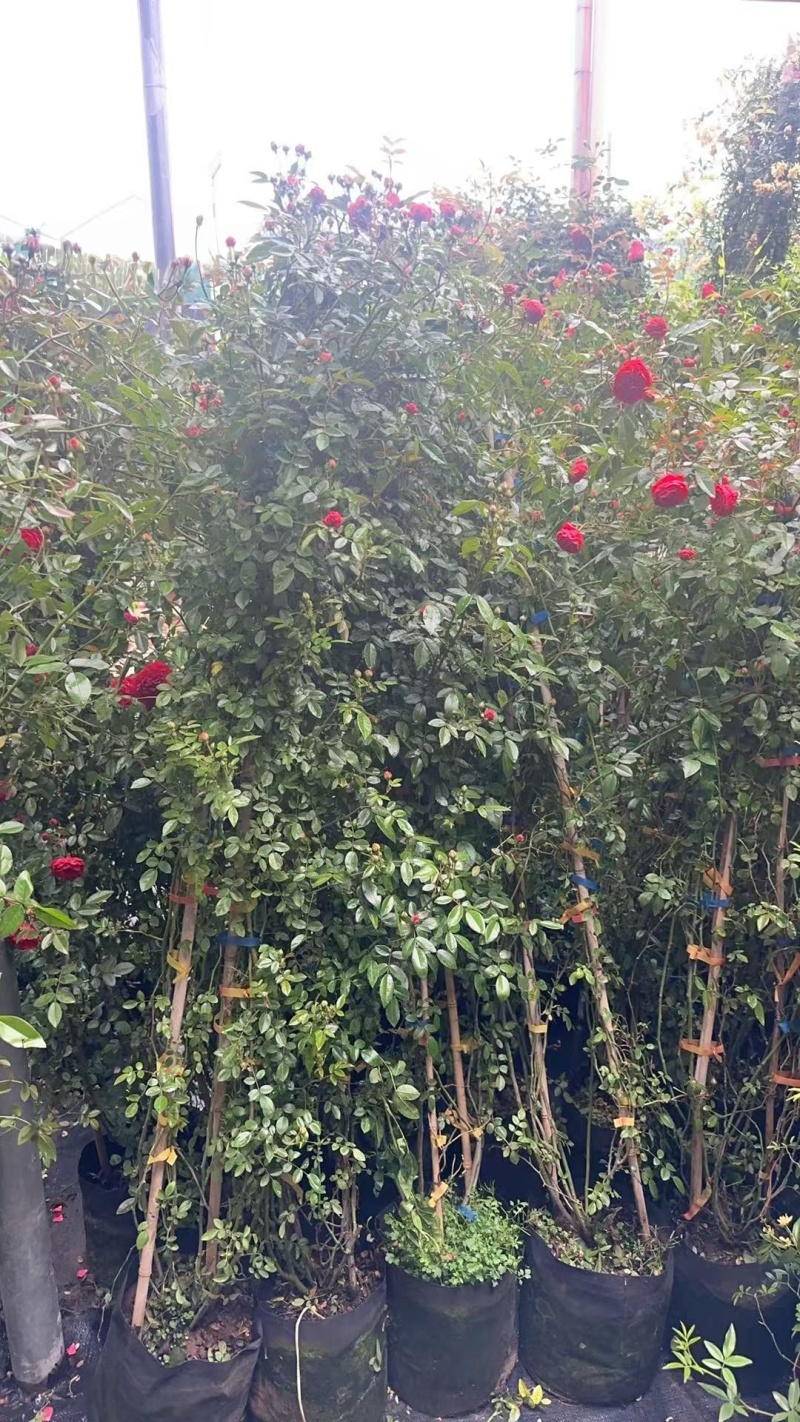 木香花，红、黄、白、橙色，25中桶，基地有量欢迎来订购。