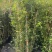 木香花，红、黄、白、橙色，25中桶，基地有量欢迎来订购。