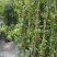 木香花，红、黄、白、橙色，25中桶，基地有量欢迎来订购。