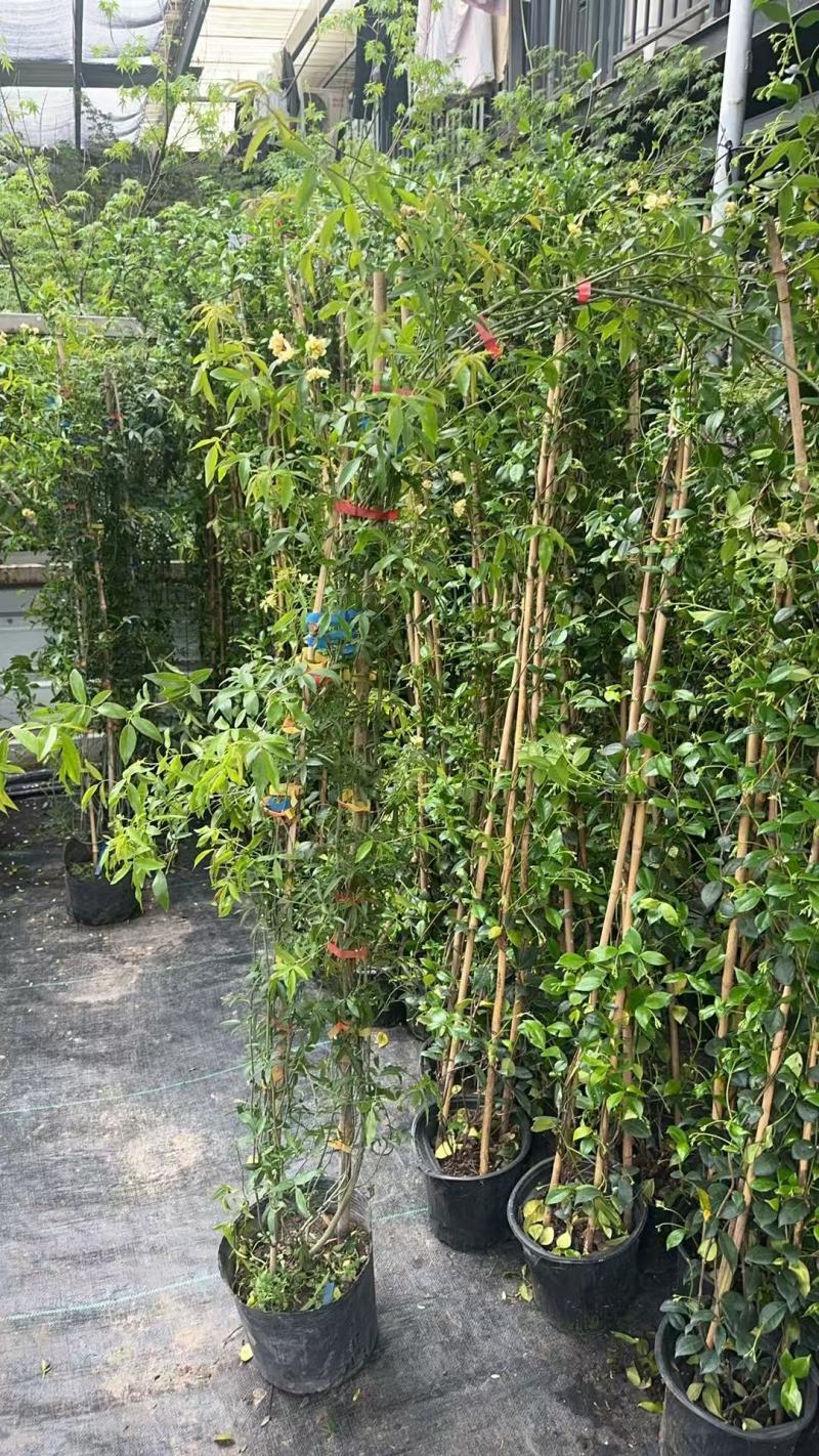 木香花，红、黄、白、橙色，25中桶，基地有量欢迎来订购。