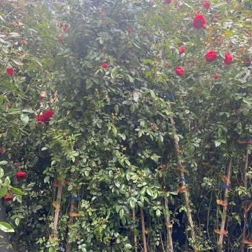 木香花，红、黄、白、橙色，25中桶，基地有量欢迎来订购。