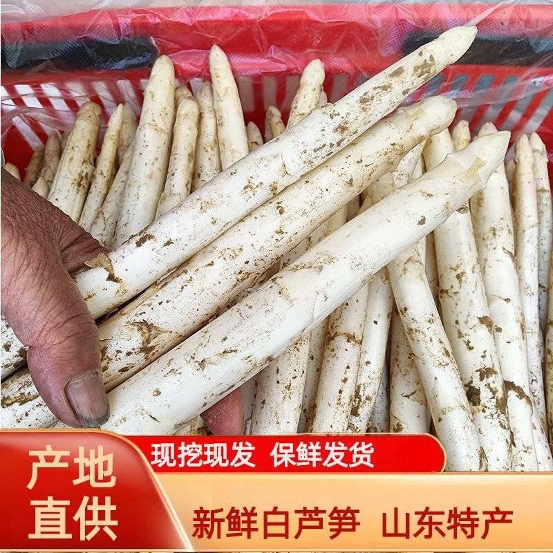 山东当季新鲜白芦笋产地直供鲜嫩多汁脆甜无老根蔬菜批发基地