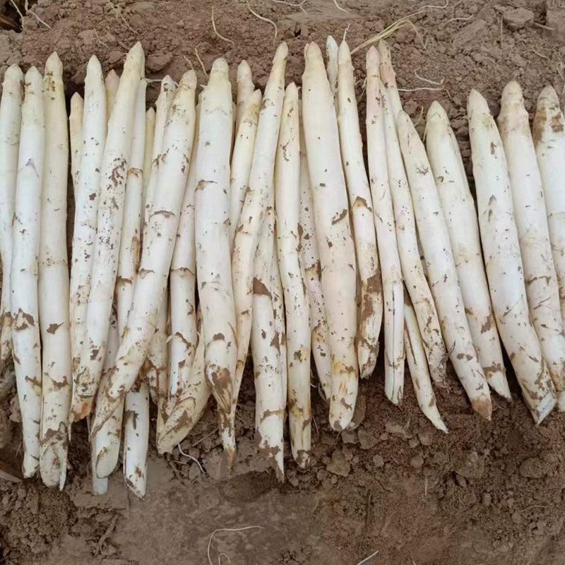 山东当季新鲜白芦笋产地直供鲜嫩多汁脆甜无老根蔬菜批发基地