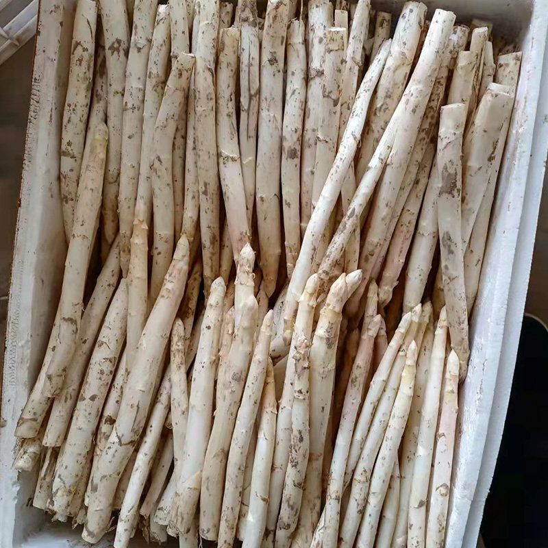 山东当季新鲜白芦笋产地直供鲜嫩多汁脆甜无老根蔬菜批发基地