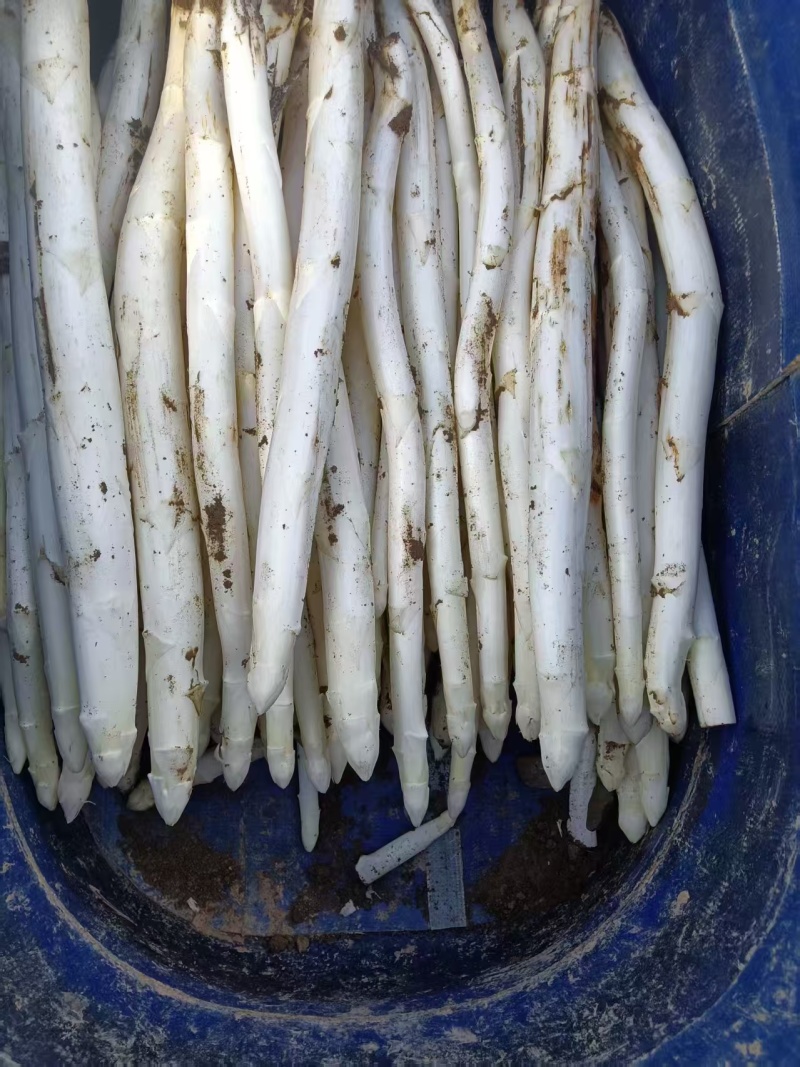 山东当季新鲜白芦笋产地直供鲜嫩多汁脆甜无老根蔬菜批发基地
