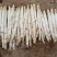山东当季白芦笋批发货源足洁白细嫩商超餐饮**蔬菜新鲜采