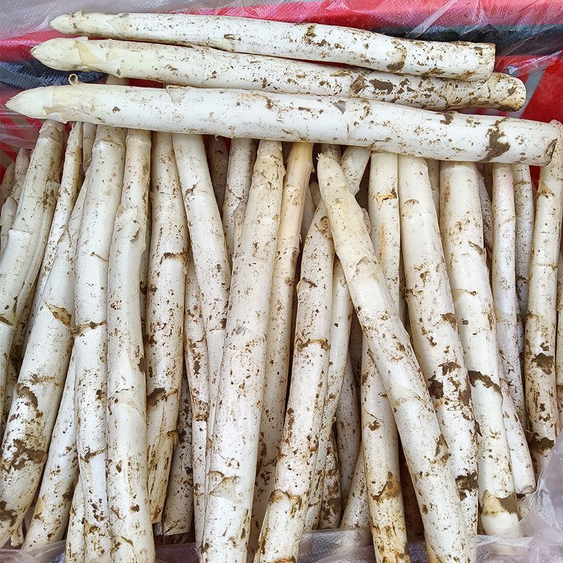山东当季白芦笋批发货源足洁白细嫩商超餐饮**蔬菜新鲜采