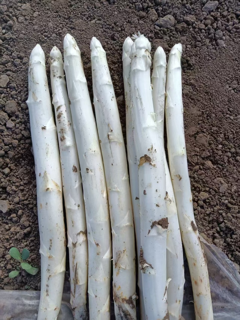 山东当季白芦笋批发货源足洁白细嫩商超餐饮**蔬菜新鲜采