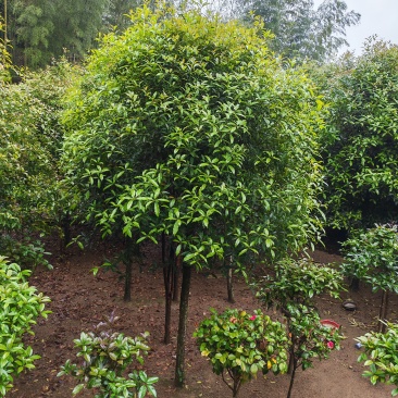 原生桂花树八月桂桂花树金桂丹桂四季桂四季常青门前庭院别墅