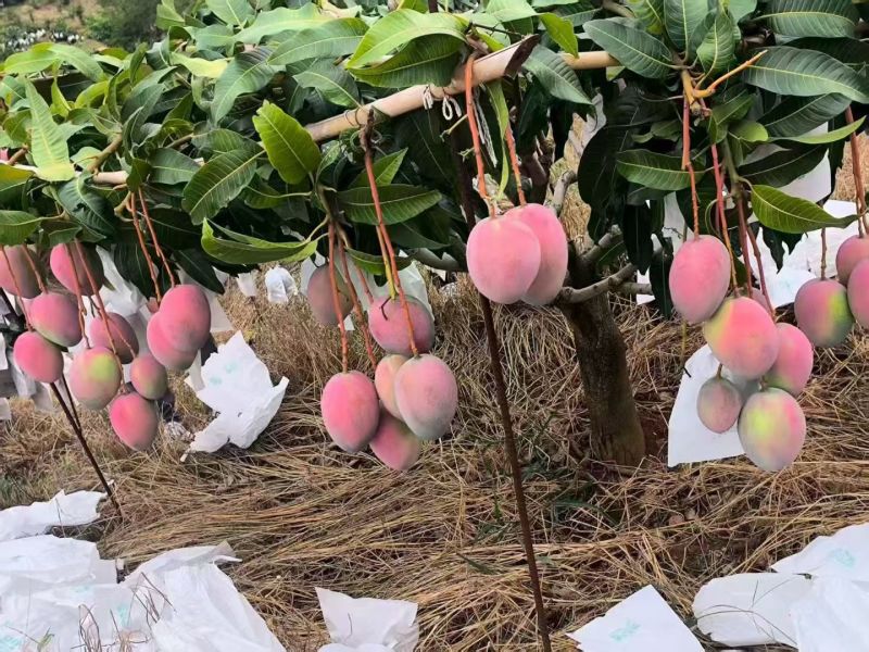 攀枝花凯特芒