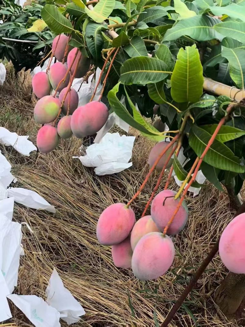 攀枝花凯特芒